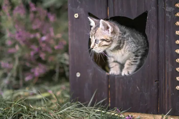 Kitten Peeking Från Wooden Cat House — Stockfoto