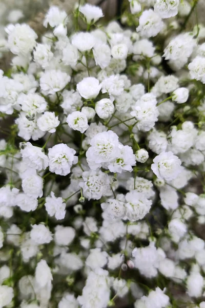 Gypsophila Plante Fleur Naturel Fond Floral Fermer Photo Verticale Fleurs — Photo