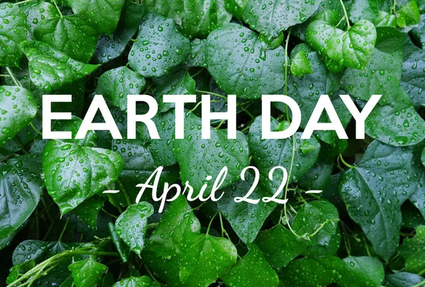 Earth Day banner background with natural texture of bright green ivy plant leaves with rain drops or dew water droplets. Save the planet, environmental protection ecology concept.