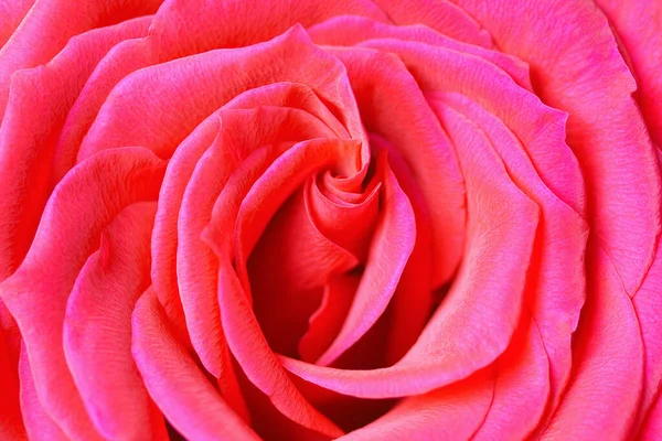 Pink Rose Bud Flower Head Top View Close Photo Background — Stock Photo, Image