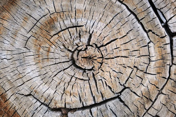 stock image Old tree trunk stump rough wooden surface round cross-section top view natural background photo texture. Aged wood. Timber log. Cut tree.