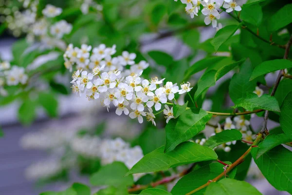 白い花を咲かせる鳥の桜の春の花と コピースペースのある庭の自然背景写真の明るい緑の葉 春の季節のコンセプト — ストック写真