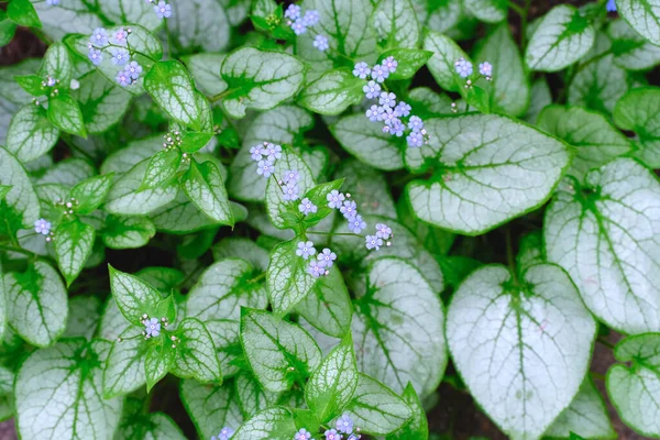 Brunnera Jack Frost Siberian Bugloss blooming garden plant with blue flowers and green and silver leaves in spring natural background photo texture. Springtime blossom or gardening concept.