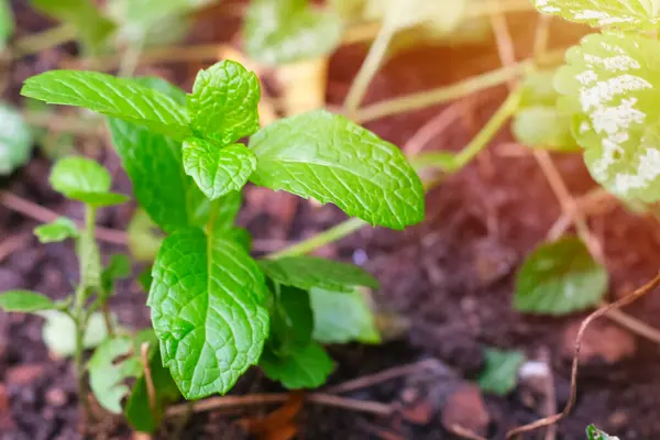Mint plant growing in garden soil natural background photo texture with copy space. Fresh green peppermint organic herb.