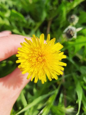 Bahar karahindiba çiçeği elinde parlak yeşil çimlere karşı bahar arkaplan desenli fotografını kapat. Açık hava parkı ya da arka bahçe ortamı.