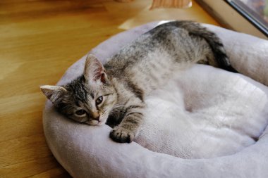 Yumuşak bir yatakta dinlenen sevimli bir kedi yavrusu..