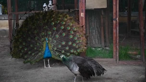 Beautiful Peacock Farm Loose Tail High Quality Fullhd Footage — Video Stock