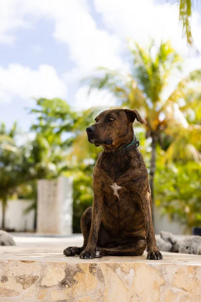 Retrato Del Perro Custodiando Jardín Perro Está Sentado Entre Palmeras —  Fotos de Stock