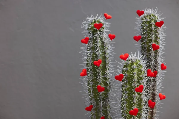 Kaktusy Malými Červenými Srdci Selektivní Zaměření — Stock fotografie