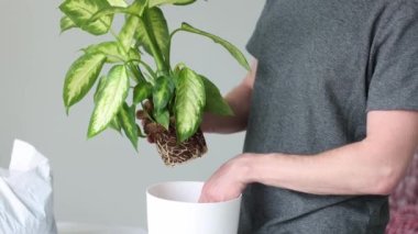Dieffenbachia bitkisini evde saksılayan bir adam. Mans eller saksı fabrikasına yakın çekim. 4K görüntü.