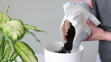 4K Adam Dieffenbachia bitkisini evde saksılıyor. Adam saksıya toprak koyuyor. 4k görüntü.