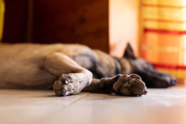 Uyuyan köpek. Tırnakları olan köpek pençeleri. Seçici odak.