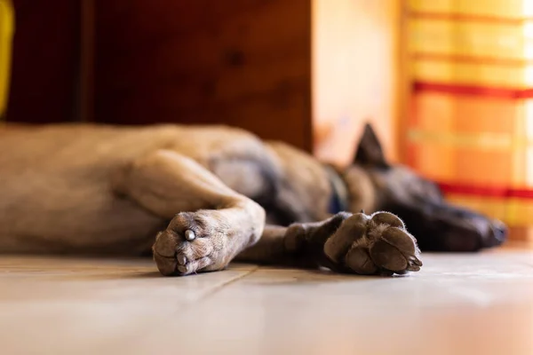 Sleeping Dog Dog Paws Nails Closeup Selective Focus Stock Picture