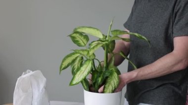 Dieffenbachia bitkisini evde saksılayan bir adam. Mans eller saksı bitkisi. 4K görüntü.