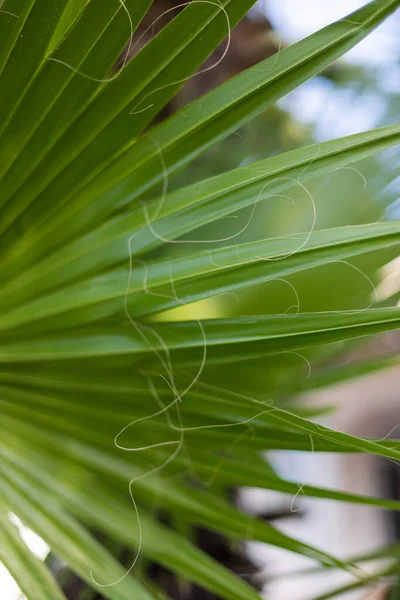 Текстура Пальмового Листа Пальмовый Лист Крупным Планом Полосатый Пальмовый Лист — стоковое фото