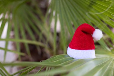 Palmiye yapraklarındaki Noel Baba şapkası. Noel Tatili konsepti. 