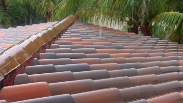 Mokrá Horní Střecha Detailní Záběr Palmami Deštivém Počasí Selektivní Soustředění — Stock video