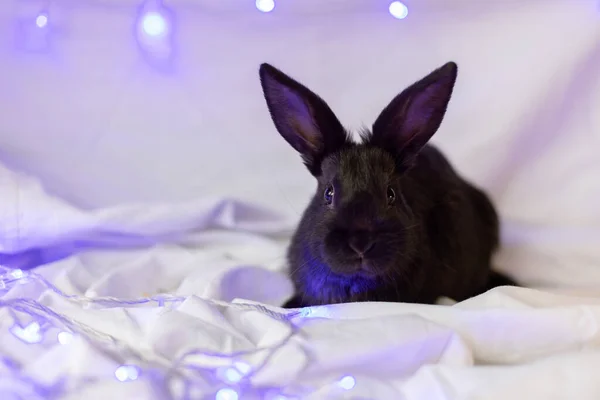 Little black rabbit on a white background with Christmas lights