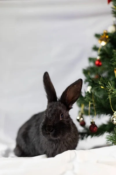 圣诞树附近的小黑兔的肖像 — 图库照片