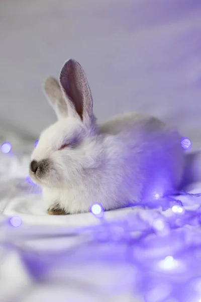 Portrait of sleeping little white rabbit with blue Christmas lights. Closeup. Selective focus