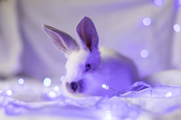 蓝色圣诞灯下的小白兔的肖像 穿上衣服有选择的重点 — 图库照片