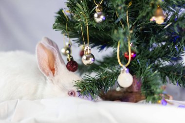 Noel ağacının yanındaki küçük siyah tavşanın portresi. Yakın çekim..