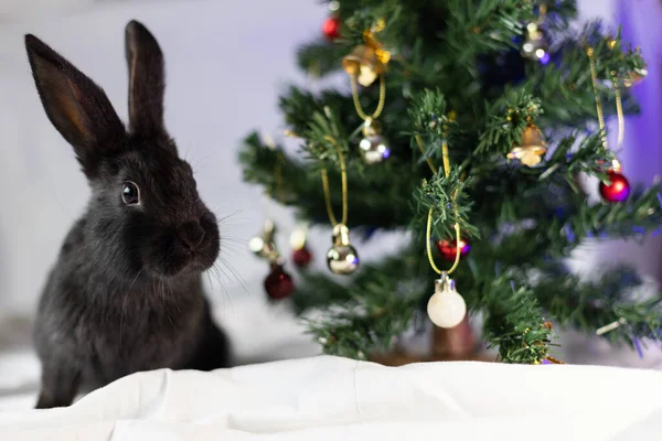 圣诞树附近的小黑兔的肖像 — 图库照片