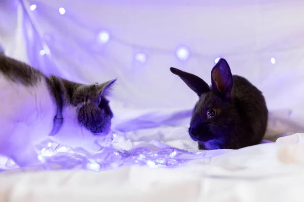 Little black rabbit with a cat on a white background with blue Christmas lights