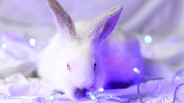 白色的小兔子 有蓝色的圣诞灯 穿上衣服有选择的重点 4K镜头 — 图库视频影像
