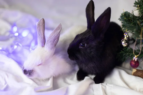Черно Белые Кролики Возле Елки Крупный План Рождественские Каникулы — стоковое фото