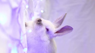 Mavi Noel ışıkları olan küçük beyaz tavşan. - Yakın çekim. Seçici odaklanma. Dikey 4k görüntü