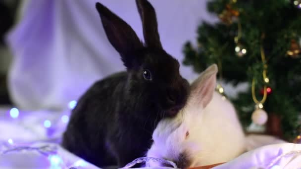 Черно Белые Кролики Едят Морковку Возле Елки Кадров — стоковое видео