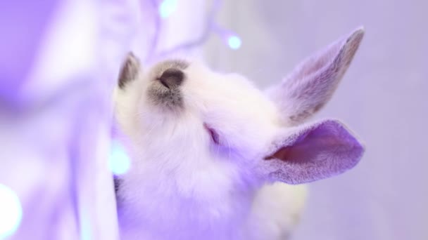Портрет Білого Кролика Синім Різдвяним Вогнем Крупним Планом Вибірковий Фокус — стокове відео