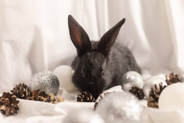 Beyaz arka planda, Noel topları ve konileri olan küçük siyah bir tavşan. Yakın çekim..