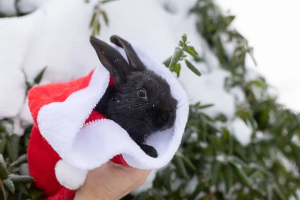Hand holding small black rabbit in red Santa Claus hat outside. Christmas and New Year concept. Copy space.