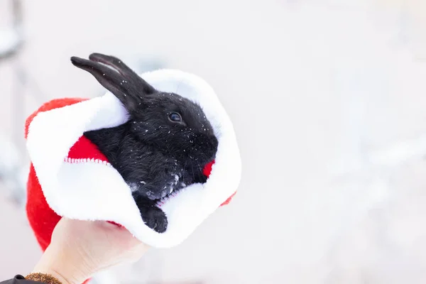 Hand holding small black rabbit in red Santa Claus hat. Hare is the symbol of 2023 according to the eastern calendar. Holiday gift for Christmas and New Year. Copy space