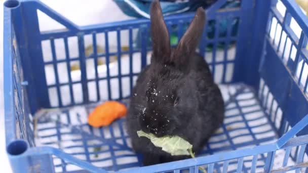 キャベツの葉を食べるバスケットにウサギ 農場の動物だ 4K映像 — ストック動画