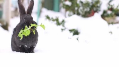 Dışarıda karda oturmuş yeşil maydanozu yiyen siyah tavşan. 4k görüntü.