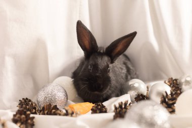 Beyaz arka planda, Noel topları, koniler ve havuçlu küçük siyah bir tavşan. Seçici odak