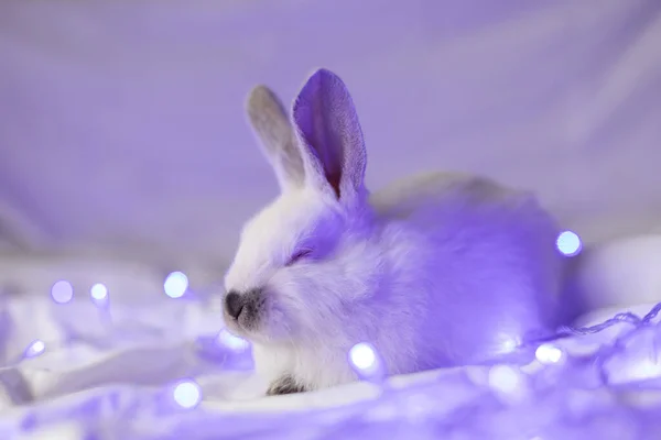 Portrait of sleeping little white rabbit with blue Christmas lights. Closeup. Selective focus