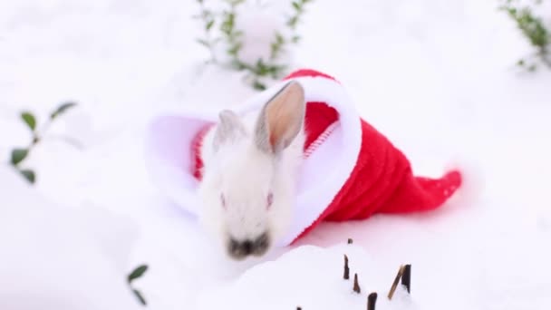 Petit Lapin Blanc Éloigne Chapeau Rouge Père Noël Vacances Noël — Video