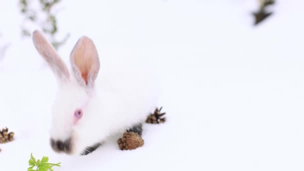 Biały Mały Królik Spacerujący Szukający Zielonych Świeżych Liści Pod Śniegiem — Wideo stockowe