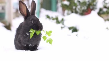 Dışarıda karda oturmuş yeşil maydanozu yiyen siyah tavşan. Yavaş çekim, 4k görüntü.