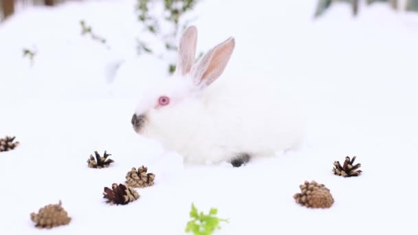 白い小さなウサギの散歩や松のコーンの間の雪の下で緑の新鮮な葉を検索します 4K映像 — ストック動画