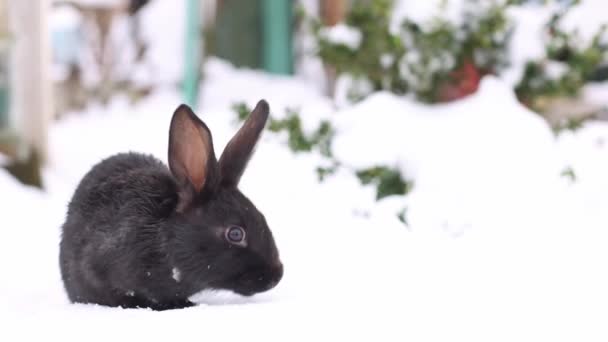 黒い小さなウサギが歩いて雪の上で何かを検索します スローモーション4K映像 — ストック動画