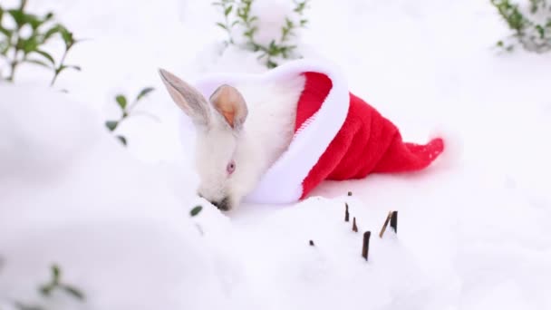 Petit Lapin Blanc Éloigne Chapeau Rouge Père Noël Reniflant Cherchant — Video