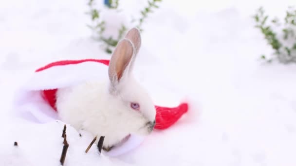 Petit Lapin Blanc Éloigne Chapeau Rouge Père Noël Renifle Autour — Video