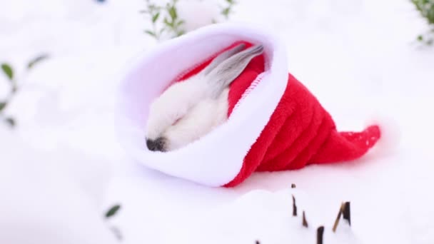 Wit Konijntje Slaapt Rode Kerstman Hoed Sneeuw Tussen Groene Struiken — Stockvideo