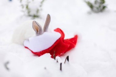 Beyaz tavşan, kar üzerinde duran kırmızı Noel Baba şapkasına bakıyor.