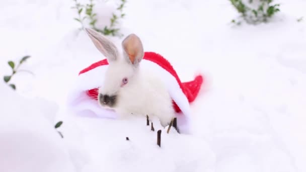 Beyaz Küçük Tavşan Kırmızı Noel Baba Şapkasından Uzaklaşıyor Kokluyor Yiyecek — Stok video